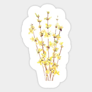 yellow forsythia watercolor Sticker